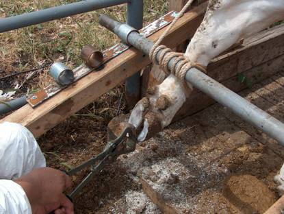 T?rna??n kesilerek düzeltilmesi